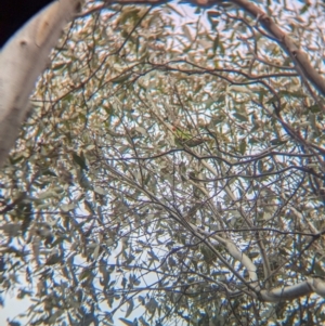 Lathamus discolor at Chiltern Valley, VIC - suppressed