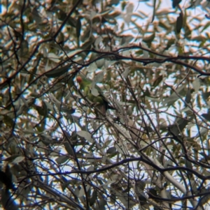 Lathamus discolor at Chiltern Valley, VIC - suppressed