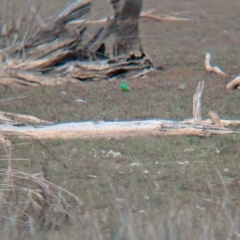 Psephotus haematonotus (Red-rumped Parrot) at Chiltern Valley, VIC - 21 Jul 2024 by Darcy