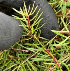 Persoonia chamaepeuce (Dwarf Geebung) at Booth, ACT - 19 Jul 2024 by JimL