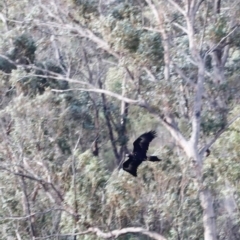 Aquila audax (Wedge-tailed Eagle) at Rendezvous Creek, ACT - 20 Jul 2024 by JimL