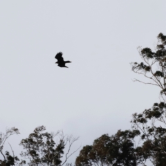 Aquila audax at Rendezvous Creek, ACT - 20 Jul 2024 04:21 PM