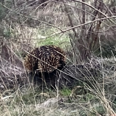 Tachyglossus aculeatus (Short-beaked Echidna) at Campbell, ACT - 21 Jul 2024 by Clarel