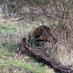 Tachyglossus aculeatus at Campbell, ACT - 21 Jul 2024 04:47 PM