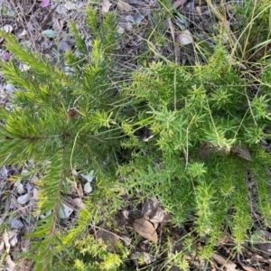 Grevillea sp. at Hackett, ACT - 21 Jul 2024