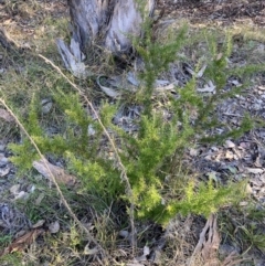 Grevillea sp. at Hackett, ACT - 21 Jul 2024 02:30 PM