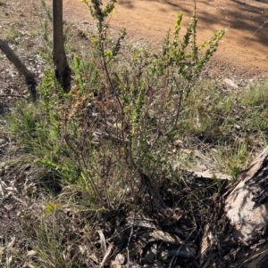 Acacia paradoxa at Hackett, ACT - 21 Jul 2024