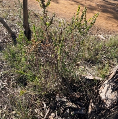 Acacia paradoxa (Kangaroo Thorn) at Hackett, ACT - 21 Jul 2024 by waltraud