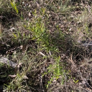 Olea europaea subsp. cuspidata at Hackett, ACT - 21 Jul 2024 02:31 PM