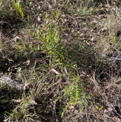 Olea europaea subsp. cuspidata (African Olive) at Hackett, ACT - 21 Jul 2024 by waltraud