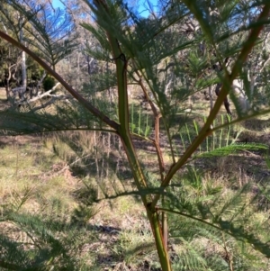 Acacia decurrens at Hackett, ACT - 21 Jul 2024