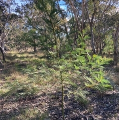 Acacia decurrens at Hackett, ACT - 21 Jul 2024