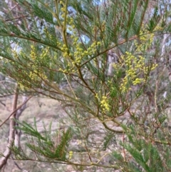 Acacia decurrens at Hackett, ACT - 21 Jul 2024