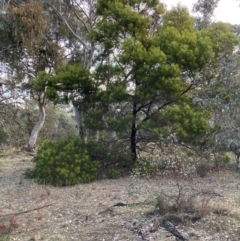 Acacia decurrens (Green Wattle) at Hackett, ACT - 21 Jul 2024 by waltraud