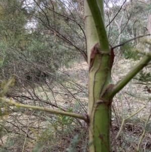 Acacia decurrens at Hackett, ACT - 21 Jul 2024