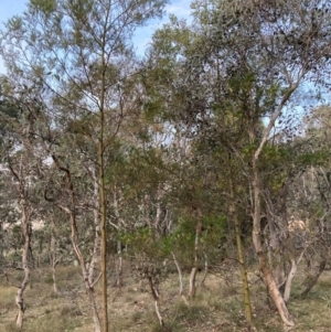 Acacia decurrens at Hackett, ACT - 21 Jul 2024