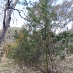 Acacia decurrens at Hackett, ACT - 21 Jul 2024