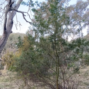 Acacia decurrens at Hackett, ACT - 21 Jul 2024