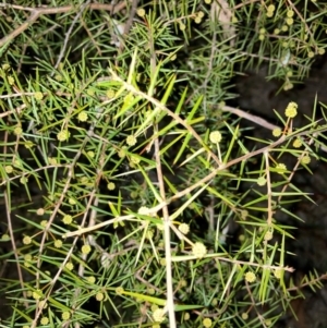 Acacia ulicifolia at Hackett, ACT - 21 Jul 2024