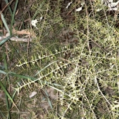 Acacia ulicifolia at Hackett, ACT - 21 Jul 2024