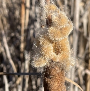 Typha domingensis at Symonston, ACT - 21 Jul 2024