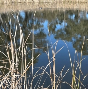 Typha domingensis at Symonston, ACT - 21 Jul 2024 01:55 PM