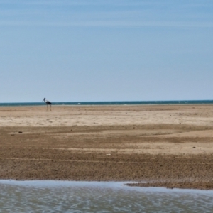 Ephippiorhynchus asiaticus at Buffalo Creek, NT - suppressed