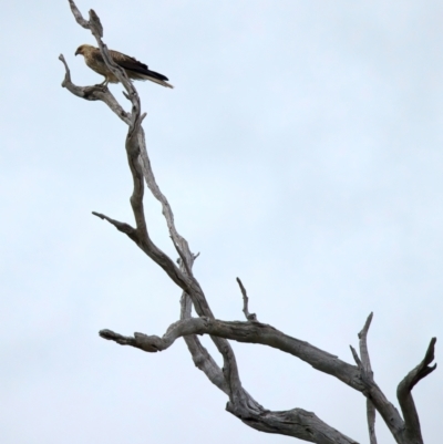 Haliastur sphenurus (Whistling Kite) at Winton Wetlands - 15 Jul 2024 by jb2602