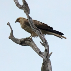 Haliastur sphenurus at Winton North, VIC - 15 Jul 2024