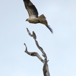 Haliastur sphenurus at Winton North, VIC - 15 Jul 2024