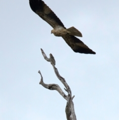 Haliastur sphenurus at Winton North, VIC - 15 Jul 2024