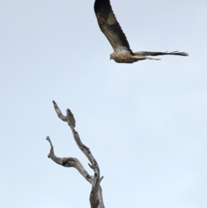 Haliastur sphenurus at Winton North, VIC - 15 Jul 2024