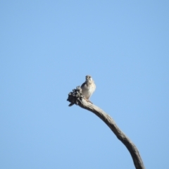 Falco cenchroides (Nankeen Kestrel) at Kambah, ACT - 21 Jul 2024 by HelenCross