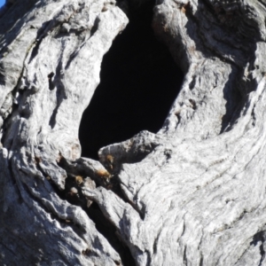 Apis mellifera at Kambah, ACT - 21 Jul 2024 10:24 AM