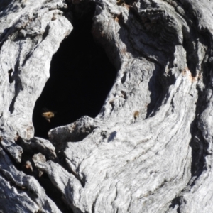 Apis mellifera at Kambah, ACT - 21 Jul 2024