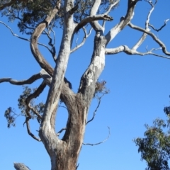 Apis mellifera at Kambah, ACT - 21 Jul 2024