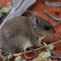 Pseudomys australis (Plains Mouse) at Tibooburra, NSW - 15 Oct 2021 by MichaelBedingfield