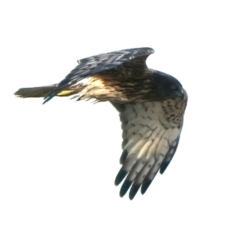 Circus approximans (Swamp Harrier) at Winton North, VIC - 15 Jul 2024 by jb2602