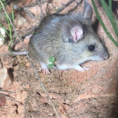 Pseudomys bolami (Bolam's Mouse) at Siam, SA - 19 Jul 2023 by MichaelBedingfield