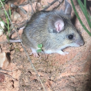 Pseudomys bolami (Bolam's Mouse) at Siam, SA by MichaelBedingfield