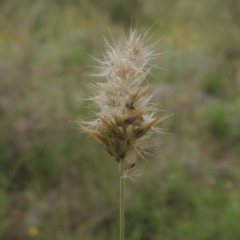 Enneapogon nigricans (Nine-awn Grass, Bottlewashers) at Conder, ACT - 7 Jan 2024 by MichaelBedingfield