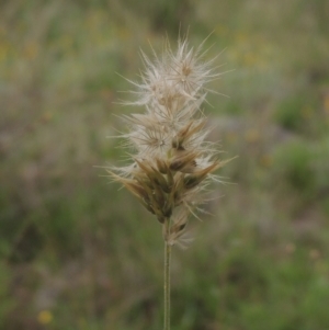 Enneapogon nigricans at Conder, ACT - 7 Jan 2024