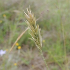 Enneapogon nigricans at Conder, ACT - 7 Jan 2024