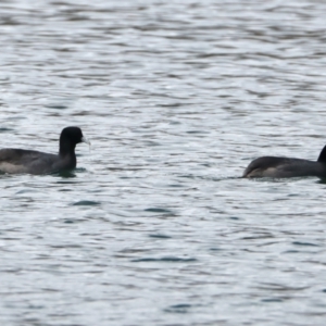 Fulica atra at Yan Yean, VIC - 14 Jul 2024