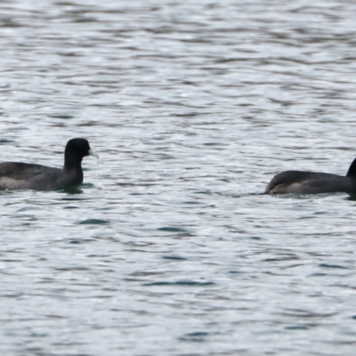 Fulica atra (Eurasian Coot) at Yan Yean, VIC - 14 Jul 2024 by jb2602