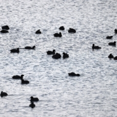 Fulica atra at Yan Yean, VIC - 14 Jul 2024