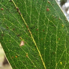 Eucalyptus consideniana (Prickly Stringybark, Yertchuk) at Acton, ACT - 23 Jul 2024 by Steve818