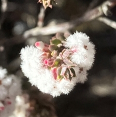 Styphelia attenuata (Small-leaved Beard Heath) at Carwoola, NSW - 21 Jul 2024 by KL