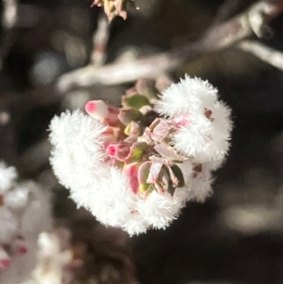 Leucopogon attenuatus (Small-leaved Beard Heath) at Carwoola, NSW - 21 Jul 2024 by KL