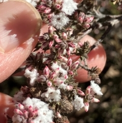 Styphelia attenuatus at Carwoola, NSW - 21 Jul 2024